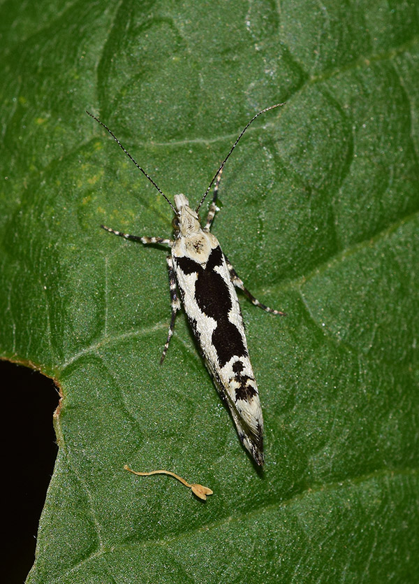 Falena bizzarra: Ypsolopha sequella - Ypsolophidae